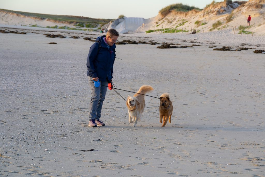 Therapiehunde mit Mensch am Strand